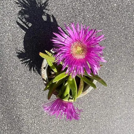 公寓式酒店 Nissi Collection 阿凯松